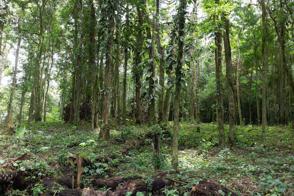 Native forest at Hacienda La Estrella