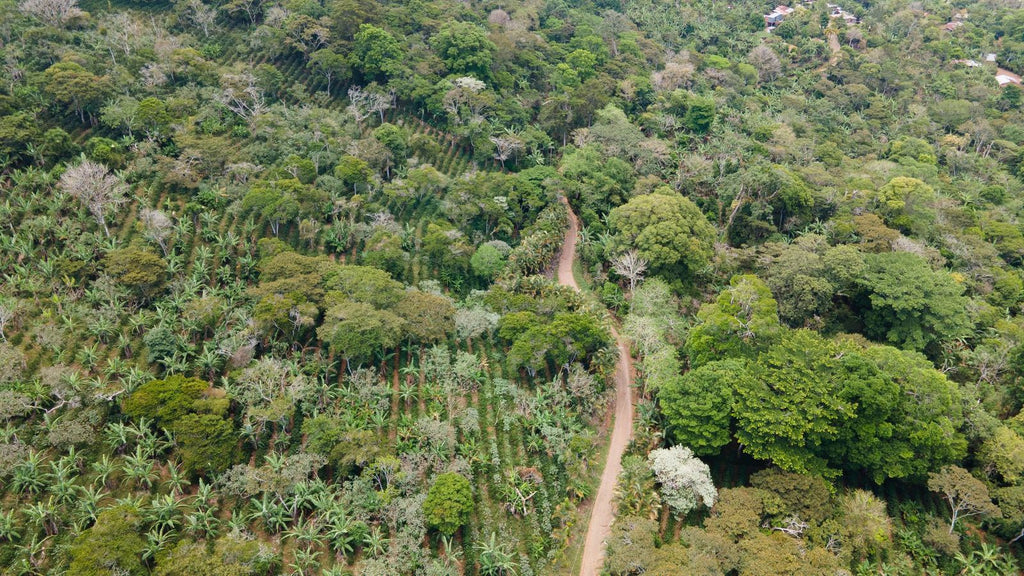 Farm road through the shade-grown coffee
