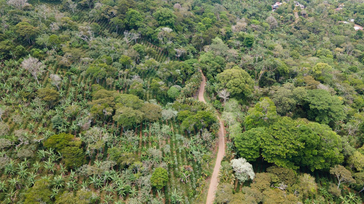 Farm road through the shade-grown coffee