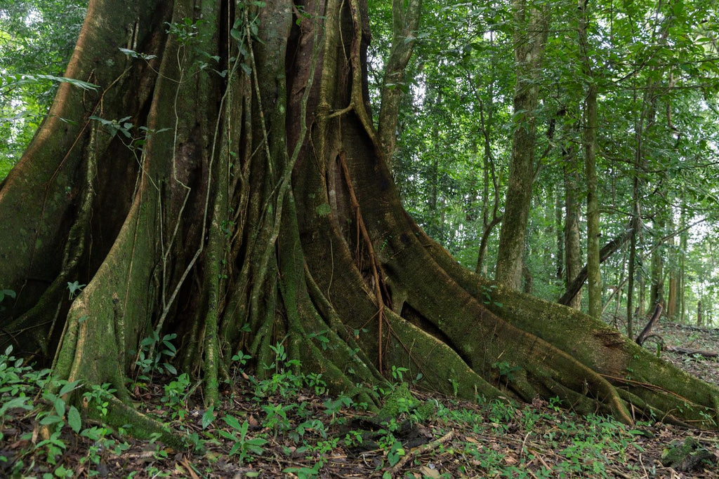 Roots of an old ceiba tree on the farm