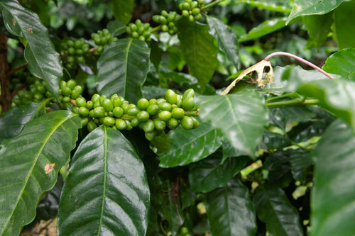 Coffee cherries ripening at Hacienda La Estrella