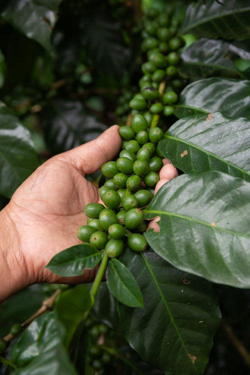 Hands holding coffee cherries at Hacienda La Estrella