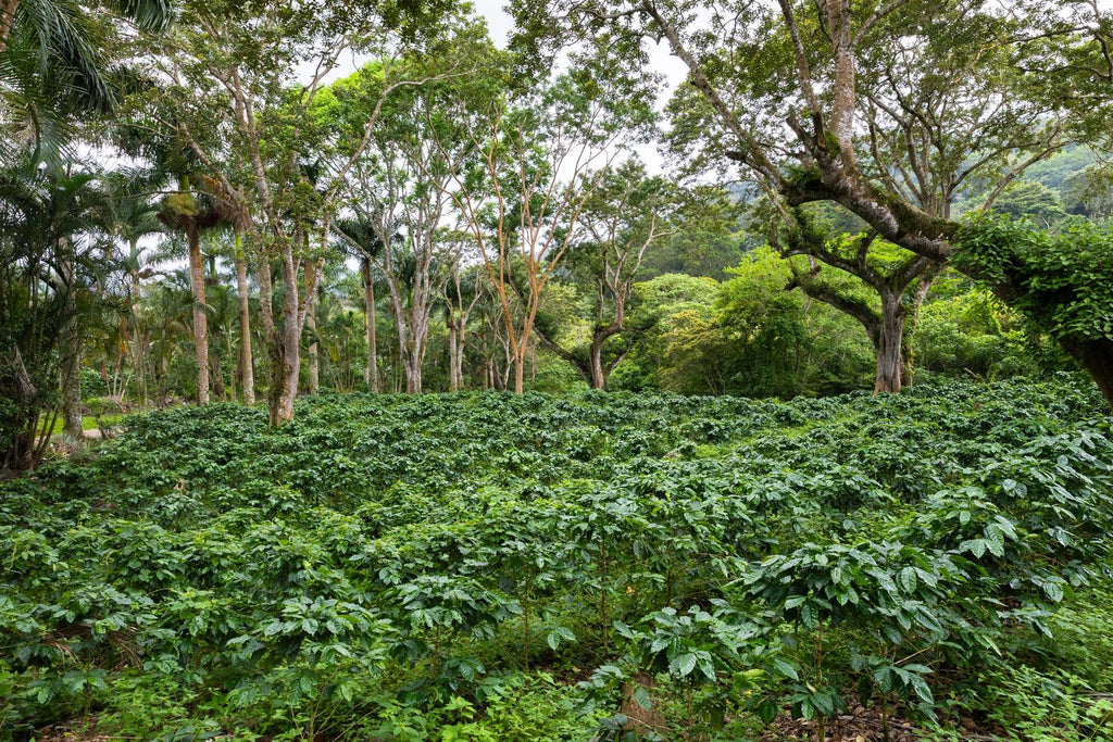 Coffee growing under shade trees